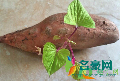 地瓜长芽了削掉还能吃吗1