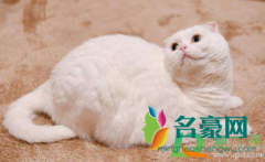 猫咪两岁掉牙怎么回事 猫咪换牙期间要注意什么