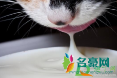 幼猫可以喝刚挤出来的羊奶吗 为什么猫咪不能喝牛