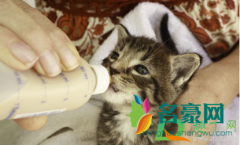 猫咪的羊奶凉了可以喝吗 刚出生的小猫可以喝羊奶