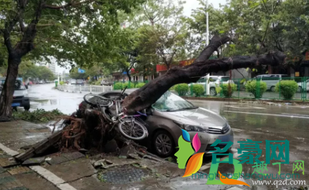 台风天车被树砸了保险赔吗3
