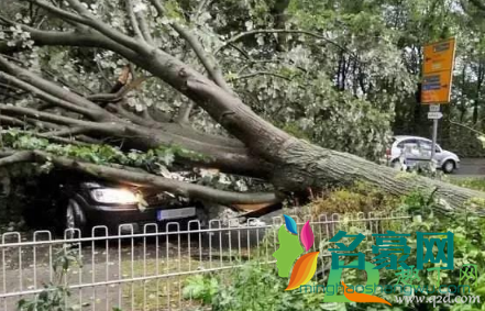 台风天车被树砸了保险赔吗2