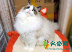 猫咪爆毛吃啥