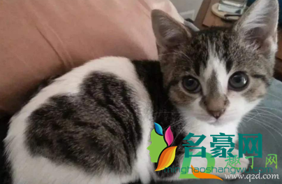 小猫多大喂打虫药1