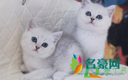 几个月的小猫可以用猫砂2