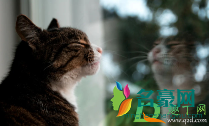 猫咪突然乱拉大小便是怎么回事2