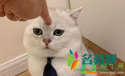 猫咪突然乱拉大小便是怎么回事4