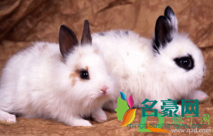 被自家兔子咬要打针吗1