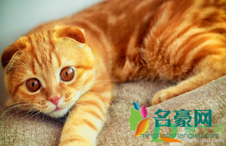 哮喘睡觉喘不过气怎么缓解4