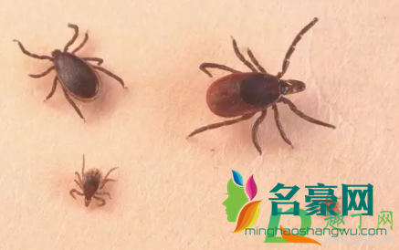 蜱虫咬人会自己离开吗4