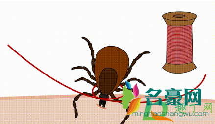 蜱虫咬人会自己离开吗2