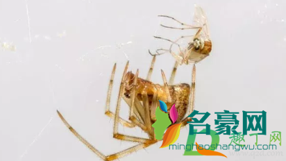 家里放什么可以驱蜘蛛1