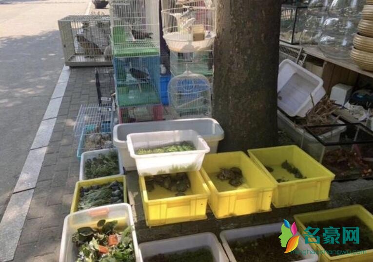 邓超逛花鸟市场