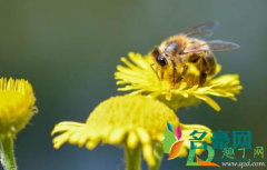花粉过敏皮肤痒能不能热敷 脸上花粉过敏一般多久