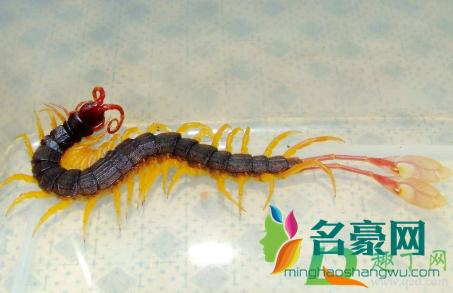 蜈蚣咬破皮了怎么办1
