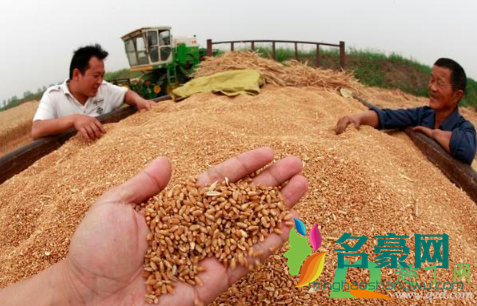 为什么重提节约粮食3