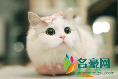 猫生小猫的时候主人是不是不能看4