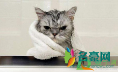 猫咪洗澡水温度一般多少度 为什么猫咪讨厌洗澡