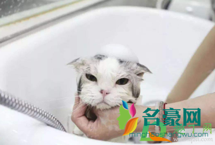 猫咪洗澡水温度一般多少度4