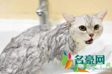 猫咪洗澡水温度一般多少度3