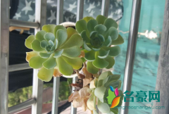 多肉茎太长如何砍头