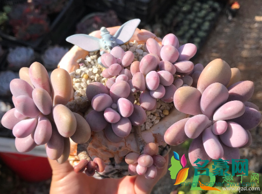 桃蛋的叶片变尖了是什么原因1