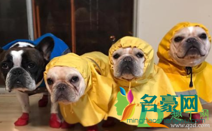 狗为什么一淋雨就很臭1