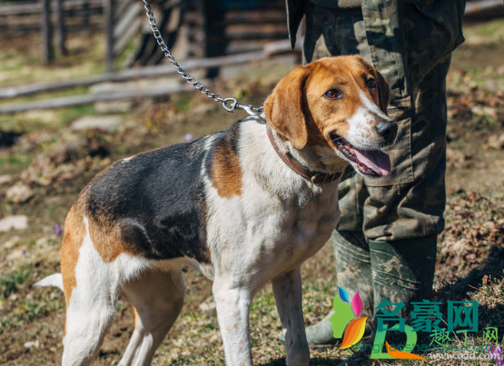 小型犬出门要栓绳吗2