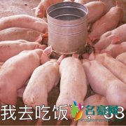 猪精女孩是什么梗什么意思 猪精女孩出处在哪