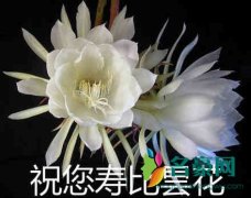 祝您寿比昙花是什么梗什么意思 祝您寿比昙花出处