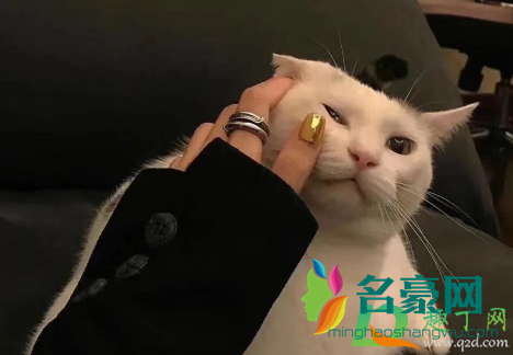 打拳什么梗1