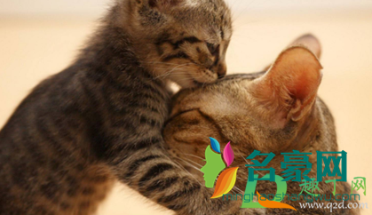 猫咪绝育哪个季节比较好2
