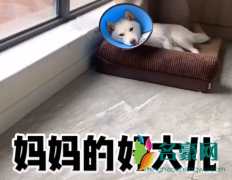妈妈的好大儿是什么意思什么梗
