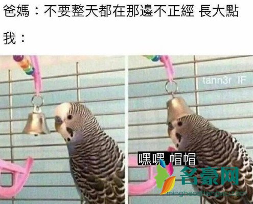 嘿嘿帽帽是什么梗1