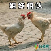 舵手姐妹是什么意思 引用示例