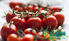 西红柿发酵后可以浇花吗 西红柿做花肥发酵多久