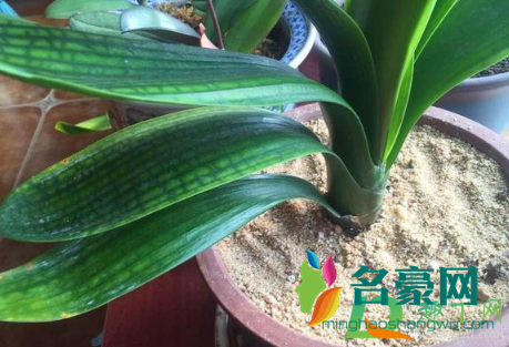 花盆有虫子可以喷枪手吗3