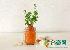 让水培植物快速生根的技巧你知道几种