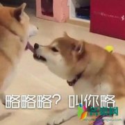 笑yue了是什么梗 笑yue了的意思
