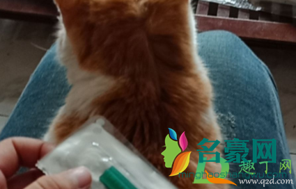 猫咪驱虫药应该涂在哪个位置2