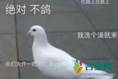 鸽子的反义词是知更鸟是什么梗 鸽子为什么这么大