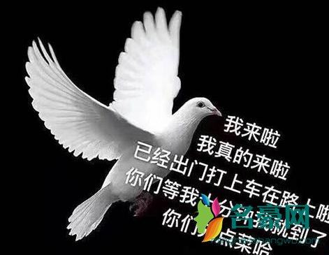 鸽子的反义词是知更鸟是什么梗
