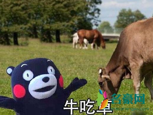 突然好想去放牛是什么梗