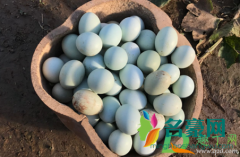 绿壳鸡蛋是什么鸡生的 土鸡为什么下绿壳蛋