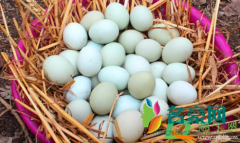 绿壳鸡蛋骗局是什么 绿鸡蛋的功效与作用