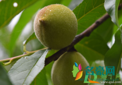 桃子青的时候能吃不 吃没熟的青桃有营养吗