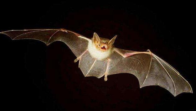 蝙蝠飞到家里是什么预兆 能带来好运和幸福的象征