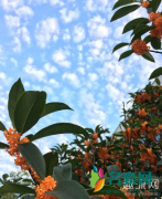 空气都是香甜的来自哪里什么意思？美国的空气真的