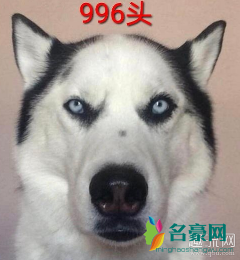 985头是什么意思 996头，007头是什么梗图片