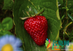 草莓上像发霉的白色是什么 吃草莓有哪些事项需要